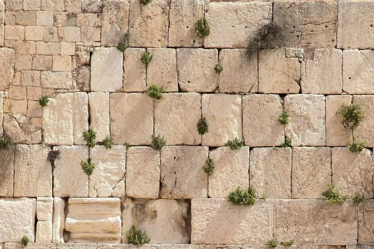 Close-up of ancient Jerusalem limestone blocks, with plants growing from the joints
